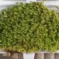 MOSS มอสสด พืชจิ๋ว เบาะสัตว์เลื้อยคลาน Terrarium Bonsai Decor ป่าธรรมชาติ พรม พร้อมปลูก