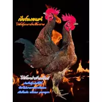 ไก่ชน/ไข่ไก่ชนพม่าสายเยียร์/ไข่เชื้อไก่ชน
