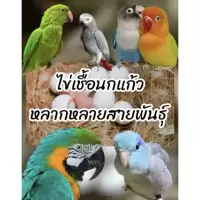 ไข่เชื้อนกแก้วหลากหลายสายพันธุ์ 