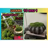 มอสสด มอสดิน ต้นไม้ สวนขวด Terrarium​ สวนถาด น้ำตก ต้นไม้ 1บาท ดิน กระถาง มอสแห้ง ไม้น้ำ ต้นไม้ปลอม หิน ตู้ปลา หญ้า ผัก