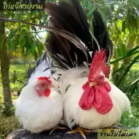 ไข่เชื้อไก่แจ้ สีขาวหางดำ ขาสั้นตอ ไข่มีเชื้อ ใบละ 40 บาท ซื้อ5ใบ แถมฟรี1ใบ (พ่อแม่พันธุ์ตามรูปเลยครับ)