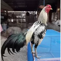 ไข่เชื้อ ไก่ชน พ่อพม่า-แม่พม่าลูกหลาน “เพชรบ่อหลอย” เมืองกาญจนบุรี มีชื่อเสียง (ประกันเชื้อเคลมไข่ฟรี)