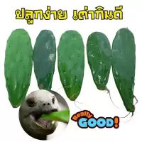ใบเสมาแคคตัส ใบเสมาตัดสด เอาไปให้เต่าบก เต่าซูคาต้า กิน ให้หนอนยักษ์ หนอนนกกิน หรือเอาไปปลูกก็ติดได้ง่าย ส่งด่วนมาก