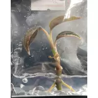 Ludisia Discolor ' Salmon Sandstone ' ว่านน้ำทอง Jewel Orchid |Terrarium |ไม้เนื้อเยื่อ | พาน้องออกไปเติบโตกั๊นนนน