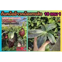 ต้นหม้อข้าวหม้อแกงลิง. ต้นไม้กินแมลง สวนถาด เทอราเลี่ยม Terrarium​ มอส เฟริน น้ำตก สวนขวด หิน ดิน โหลแก้ว ต้นไม้ปลอม ดอก