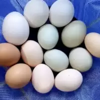 ไข่เชื้อไก่ไข่ ไก่บ้าน ไฮบริด ไม่รับประกันเชื้อ 10 แถม 2 เป็นอย่างต่ำ (ไอซ์บาร์ ออสตราล็อป โรสฯ เล็กฮอน) หลากสี 160 บาท