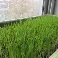 เมล็ดหญ้าทิโมธี Timothy/อัลฟาฟ่า Alfalfa 30กรัม ปลูกหญ้าที่บ้านสำหรับให้เต่ากิน อาหารเต่าบก