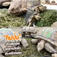 หญ้าทิมโมธีป่น (Ground Hay) เกรดพรีเมียม อัลฟาฟ่าป่น โอ๊ตป่นหยาบ สำหรับเต่าบก อาหารเต่าบกSulcata, Leopard, Aldabra