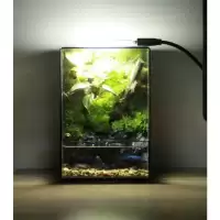 Mini Terrarium สําหรับผู้เริ่มต้น