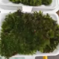 MOSS มอสสด พืชจิ๋ว Terrarium Decor ป่าธรรมชาติ พรม มอสเเต่งสวนถาด มอสปูบอนไซ 100g No0005