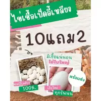 ไข่เชื้อเป็ดอี้เหลียง 10ฟอง แถม2 พันธุ์อี้เหลียงแท้ มีเชื้อแน่นอน เลี้ยงง่ายโตเร็ว ไข่ดก
