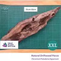 Natural Driftwood ชิ้น XXL ขนาด (35-50 ซม.)(พิพิธภัณฑ์สัตว์น้ํา / Palamuarium / Terrarium Scaping)
