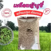 เมล็ดหญ้ารูซี่ 1 กก รับประกันการงอก หญ้าลูซี่ พันธ์ุหญ้ารูซี่ เลี้ยงสัตว์ หญ้าเลี้ยงวัว ควาย แพะ แกะ