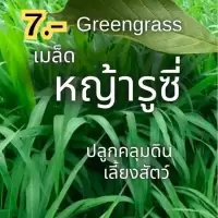 เมล็ดหญ้ารูซี่ หญ้าคลุมดิน เมล็ดหญ้าคลุมดิน ใช้เลี้ยงสัตว์ วัว ควาย แพะ พร้อมส่ง