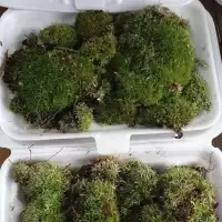 MOSS มอสสด พืชจิ๋ว เบาะสัตว์เลื้อยคลาน Terrarium Bonsai Decor มอส 100g No0006