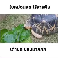 ใบหม่อนสดไร้สารพิษ 50 กรัม อาหารเต่าบกและสัตว์กินพืชอื่นๆ เช่น อีกัวหน้า เบียดดราก้อน ฯลฯ