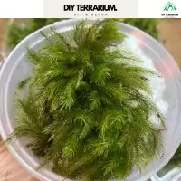 Squirrel Moss Terrarium Decor - กล่อง 500 มล