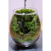 Terrariumสวนขวดแก้ว สวนมอส.