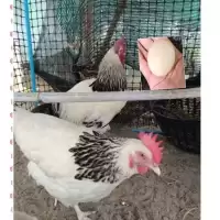 ไข่เชื้อไก่ไข่ชัชเชค สีไลท์ สีโคโรเนชั่น คละ2สี ประกันแตก100%ประกันเชื้อ50% 5แถม1
