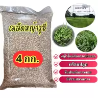 เมล็ดหญ้ารูซี่ 4 กก #รับประกันการงอก #พร้อมปลูก หญ้าลูซี่ พันธ์ุหญ้ารูซี่ เลี้ยงสัตว์ หญ้าเลี้ยงวัว ควาย แพะ แกะ