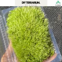 การตกแต่ง Leucobryum Gigantum Terrarium