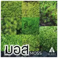 มอสสด พร้อมส่งหลายชนิด Moss จัดสวนขวด จัดตู้ชื้นน้ำตก ตู้ไม้น้ำ Terrarium มอสสดสะอาด