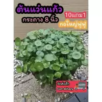 ต้นแว่นแก้ว กระถาง 8 นิ้ว ต้นใหญ่ สวนขวด terrarium สวนน้ำตก เฟิร์น บอสดิน ต้นไม้น้ำ บ่อปลา ตู้ปลา ออกซิเจน ปั๊มน้ำ บัว
