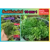 ต้นเฟิร์นใบผักชี สวนขวด ต้นไม้จัดสวน terrarium ต้นไม้คลุมดิน จัดสวนน้ำตก จัดบ้าน สวนแก้ว กระถาง เมล็ดพันธุ์ ดอกไม้กินได้