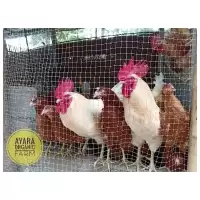 ไข่เชื้อไก่ไข่ไฮบริด 10 แถม 2 เชื้อดีฟักง่าย
