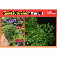 ต้นเฟิร์นใบผักชี สวนขวด จัดสวนน้ำตก ต้นไม้จัดสวนterrarium ต้นไม้คลุมดิน จัดบ้าน ดิน ปุ๋ย กระถาง เมล็ดพันธุ์ ดอกไม้กินได้