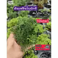 ต้นเฟิร์นใบผักชี สวนขวด ต้นไม้จัดสวนterrarium ต้นไม้คลุมดิน จัดสวนน้ำตก จัดบ้าน ดิน ปุ๋ย กระถาง เมล็ดพันธุ์ ดอกไม้กินได