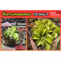 ต้นกาบหอยแครง ต้นไม้กินแมลง หม้อข้าวหม้อแกงลิง จัดสวนขวด Terrarium สวนถาด กล้วยไม้ เฟิร์น มอสดิน ต้นไม้น้ำ ตู้ปลา พืชน้ำ