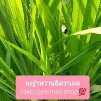 หญ้าหวานอิสราเอลหญ้าสด หญ้าเนเปียร์หญ้าสดสำหรับเป็นอาหารสัตว์ จำนวน 900 กรัม