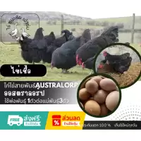 ไข่เชื้อไก่ออสตราลอป Australorp ราชินีไข่ดก ไก่ไข่ดกที่สุดในโลก 1 ฟอง