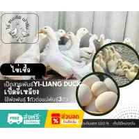 ไข่เชื้อเป็ดอี้เหลียง (เป็ดไข่กึ่งเป็ดเนื้อ) 1ฟอง โตไวมาก เป็ดอี้เหลียง เลี้ยงง่าย โตเร็ว เนื้อนุ่ม ไข่ดก