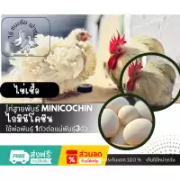 ไข่เชื้อไก่มินิโคชิน (Minicochin) ไข่เชื้อไก่มินิโคชิน สำหรับการฟัก 1ฟอง