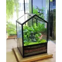 พร้อมส่ง สวนขวดต้นไม้ ทรงบ้านมินิมอล Geometric glass house terrarium ของขวัญ ของแต่งบ้าน