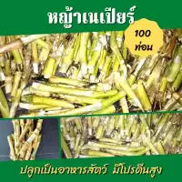 พันธุ์หญ้าเนเปียร์ ปากช่อง 100 ท่อน หญ้าเนเปียร์ หญ้าสำหรับโคกระบือ หญ้าอาหารสัตว์