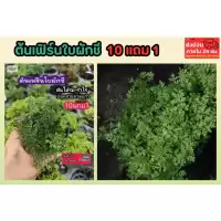 ต้นเฟิร์นใบผักชี สวนขวด ต้นไม้จัดสวนterrarium ต้นไม้คลุมดิน จัดสวนน้ำตก จัดบ้าน ดินปุ๋ย ธรรมชาติ เมล็ดพันธุ์ ดอกไม้กินได