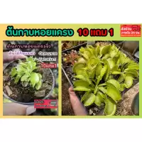 ต้นกาบหอยแครง พืชน้ำ ต้นไม้ กินแมลง หม้อข้าวหม้อแกงลิง จัดสวนขวด Terrarium สวนถาด กล้วยไม้ เฟิร์น มอสดิ ต้นไม้น้ำ ตู้ปลา