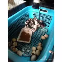 ไข่เชื้อไก่พื้นเมืองและไก่ไข่ส่งด่วน