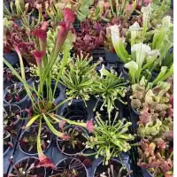 ต้นไม้กินแมลง ซาลาซีเนีย Sarracenia กระถาง 10.5 ซม ไม้นำเข้า
