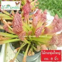 (ไม้กอพุ่ม-ส่งทั้งกระถาง 8 นิ้ว) ต้นซาราซิเนีย พันธุ์ สกาเล็ตเบล (Sarracenia x Scaret belle) ไม้กินแมลง ใบกระเปราะสวย