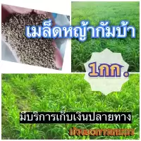 กัมบ้า เมล็ดหญ้ากัมบ้า 1 กิโลกรัม พร้อมปลูก(รับประกันการงอก) หญ้าเลี้ยงสัตว์ หญ้า พันธ์ุหญ้า หญ้าเลี้ยงวัว ควาย