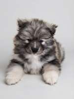 Bear F1 Pomsky Puppy