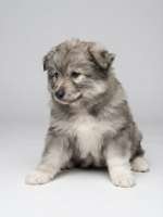 Sable F1 Pomsky Puppy