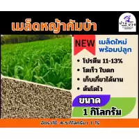 กัมบ้า เมล็ดหญ้ากัมบ้า 1 กิโลกรัม #พร้อมปลูก(รับประกันการงอก) หญ้าเลี้ยงสัตว์ หญ้า พันธ์ุหญ้า หญ้าเลี้ยงวัว ควาย