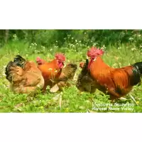 ไข่เชื้อไก่เหวิงซาง (ไก่ไหหลำ) เนื้อไก่ที่อร่อยที่สุดในโลกจากประเทศจีน ไก่ไข่และไก่เนื้อ