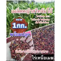 สวีทจัมโบ้ เมล็ดสวีทจัมโบ้ 1 กิโลกรัม #พร้อมปลูก(รับประกันการงอก) หญ้าเลี้ยงสัตว์ หญ้า พันธ์ุหญ้า หญ้าเลี้ยงวัว ควาย
