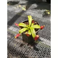 ไม้กินแมลง หม้อข้าวหม้อแกงลิง (Nepenthes)
